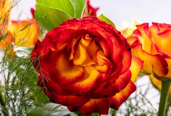 Красивый Букет Разноцветных Роз — стоковое фото