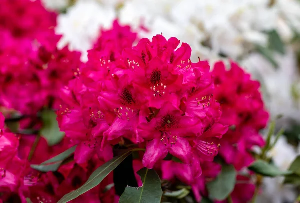 Rhodenrona Nın Kırmızı Çiçekleri Her Bahçe Için Büyük Bir Süs — Stok fotoğraf