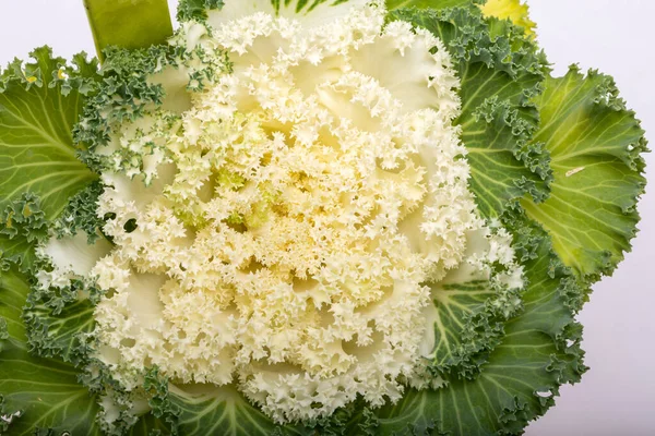 Ornamental White Kale Cabbage White Background — Stock Photo, Image
