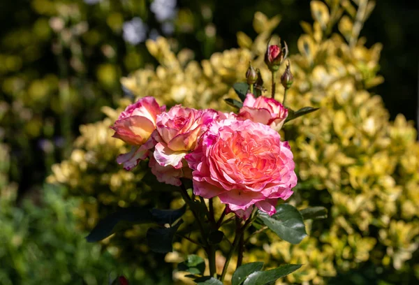 庭の枝にカラフルなバラの花 — ストック写真