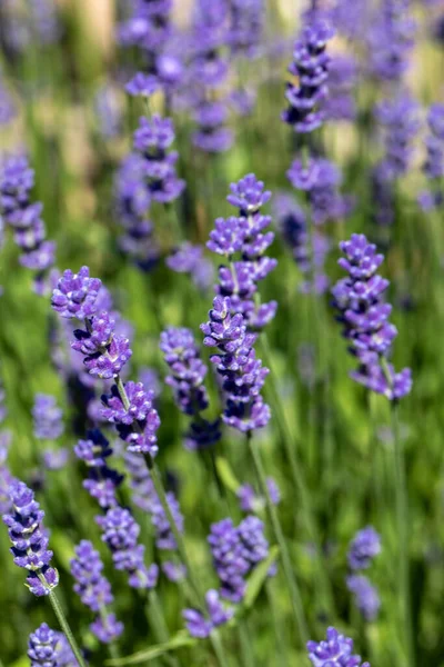 Blooming Lavender Flowers Provence Sault France — Stock Photo, Image