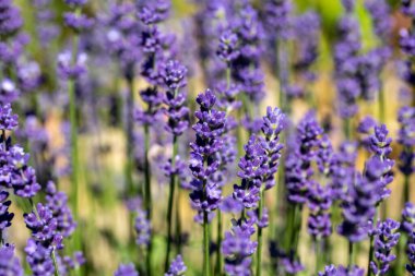  Fransa, Sault yakınlarındaki Provence 'de açan lavanta çiçekleri.