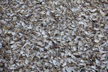 Cancale 'deki istiridye çiftlikleriyle ünlü deniz tabanına atılmış binlerce boş istiridye kabuğu. Britanya, Fransa 