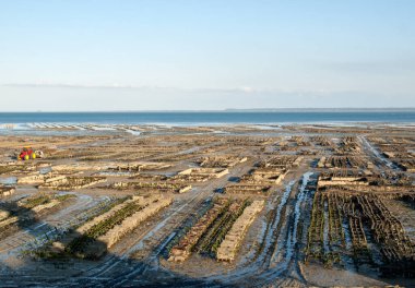 İstiridye tarlasında istiridye yatakları, Cancale, Brittany, Fransa