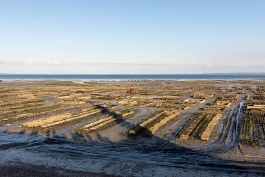 İstiridye tarlasında istiridye yatakları, Cancale, Brittany, Fransa