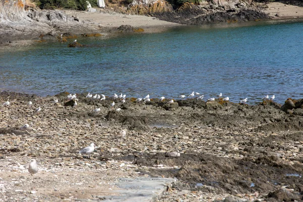 Gaivotas Espera Lixo Ostras Peixes Cancale Brittany França — Fotografia de Stock