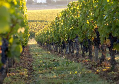 Saint Emilion, Gironde, Fransa yakınlarındaki Saint Georges de Montagne üzüm bağlarında sabah ışığı