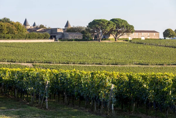 Ripe Red Grapes Rows Vines Vienyard Wine Harvest Saint Emilion — Stock Photo, Image