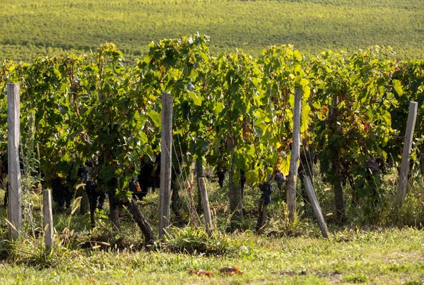 Saint Emilion Bölgesindeki Şarap Hasadından Önce Şarap Bahçesinde Şarap Sıraları — Stok fotoğraf