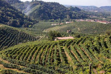 Valdobbiadene ve Conegliano arasında Prosecco şaraplı üzüm bağları bulunan Picturesque tepeleri; İtalya.