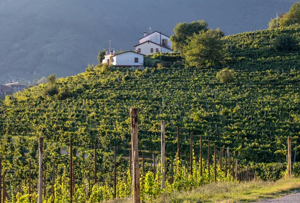 Malebné Kopce Vinicemi Oblasti Šumivého Vína Prosecco Valdobbiadene Itálie — Stock fotografie