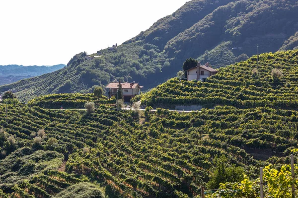 Pittoreske Heuvels Met Wijngaarden Van Prosecco Mousserende Wijnstreek Guietta Guia — Stockfoto