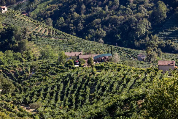 Colline Pittoresche Con Vigneti Della Regione Del Prosecco Santo Stefano — Foto Stock