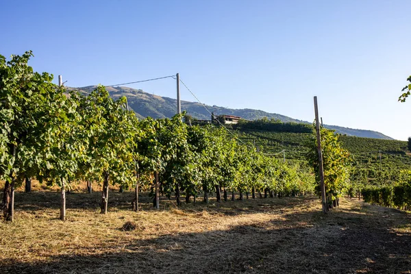 Pittoreska Kullar Med Vingårdar Proseccos Mousserande Vinregion Valdobbiadene Italien — Stockfoto