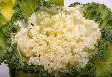 Süslü beyaz lahana ya da beyaz arka planda lahana