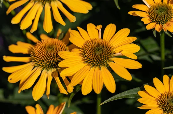 Rudbekia Flores Margarita Amarilla Jardín Ornamental —  Fotos de Stock