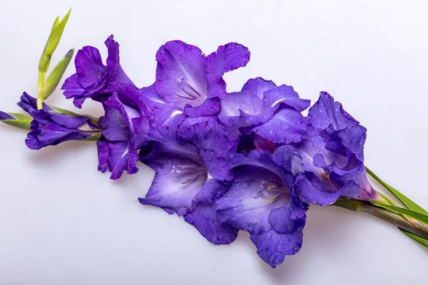 Zblízka Krásy Fialové Gladiolus Květ — Stock fotografie