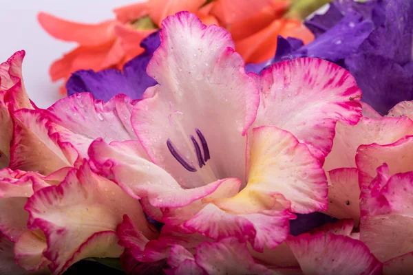 Närbild Skönhet Färgglada Gladiolus Blomma — Stockfoto