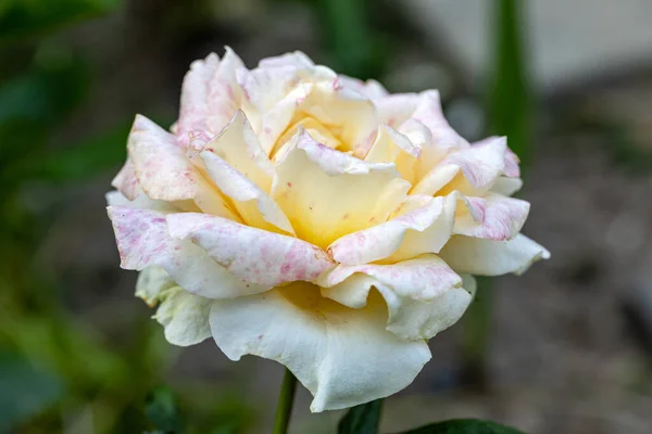 Fleurs Roses Blanches Sur Branche Dans Jardin — Photo