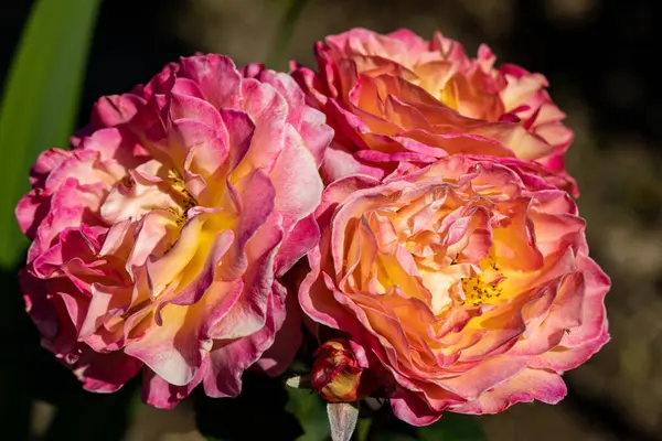 Πολύχρωμα Τριαντάφυλλα Λουλούδια Στο Κλαδί Στον Κήπο — Φωτογραφία Αρχείου