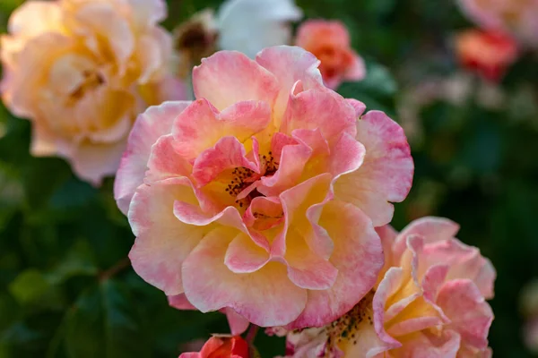 Bunte Rosen Blühen Ast Garten — Stockfoto