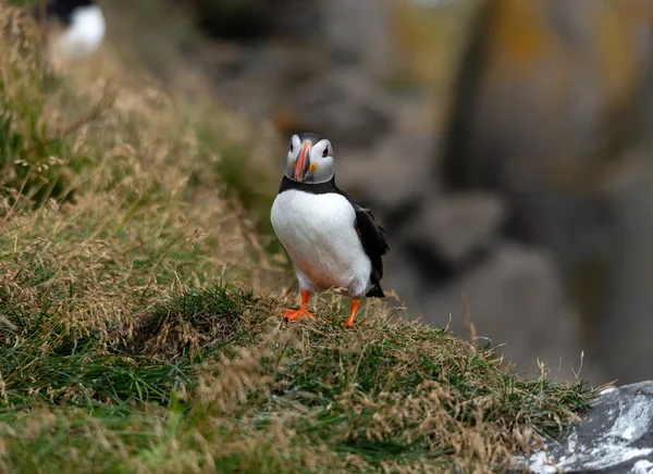 Puffin Atlantycki Znany Również Jako Pospolity Puffin — Zdjęcie stockowe