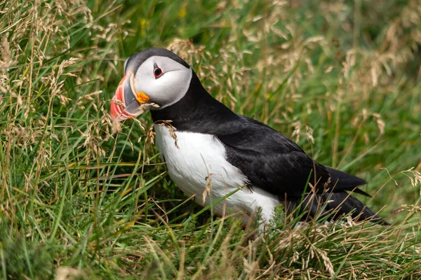 Atlantik martısı, bilinen adıyla martı. 