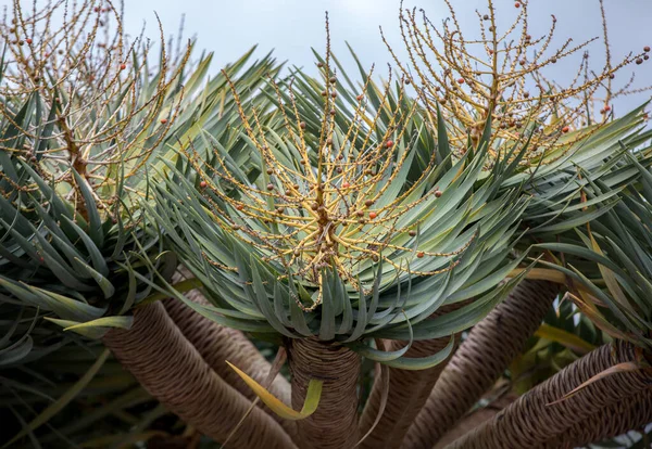 Owoce Jagody Drzewa Smoczego Znane Również Jako Dracaena Draco — Zdjęcie stockowe