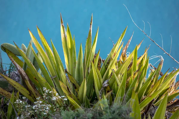 Aloe Vera Roślin Tle Niebiesko Zielony — Zdjęcie stockowe