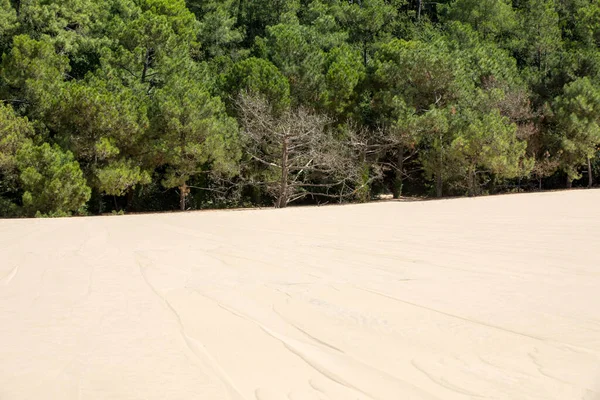 Эрозия Деревьев Краю Дюны Пилат Самой Высокой Песчаной Дюны Европе — стоковое фото
