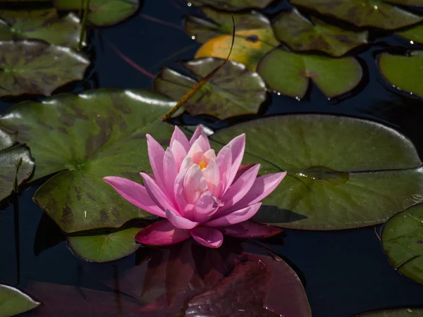 Göle pembe lily