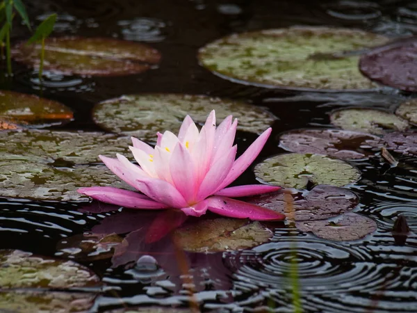 Yağmur altında pembe lily