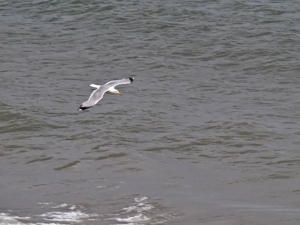 Flying albatross over the sea — Stock Photo, Image