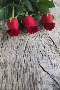 Sevgililer için üç kırmızı gül