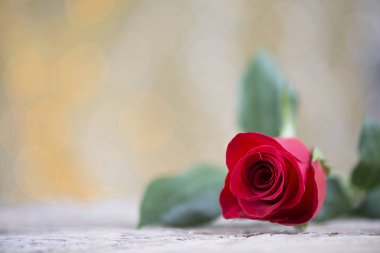 Sevgililer günü için güzel kırmızı gül