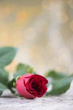 Sevgililer günü için kırmızı gül