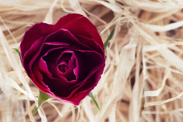 Κόκκινο τριαντάφυλλο σε σχήμα καρδιάς — Φωτογραφία Αρχείου