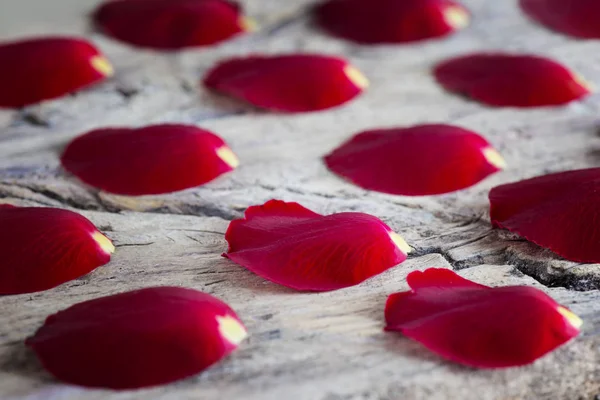 Petali di rosa su legno — Foto Stock