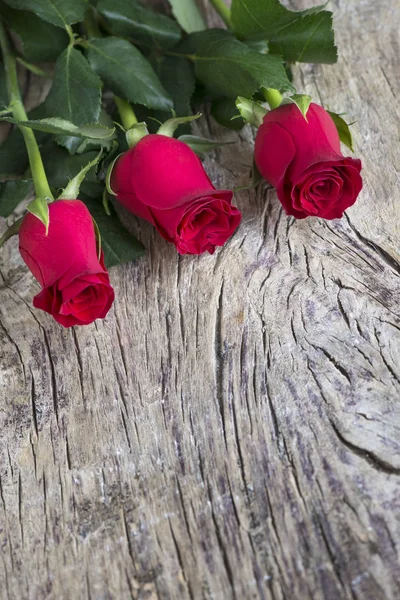 Amor rosas vermelhas como presente para celebração — Fotografia de Stock