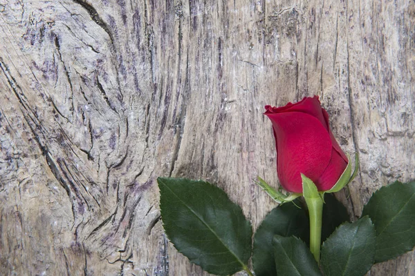 Червона троянда на день Святого Валентина — стокове фото