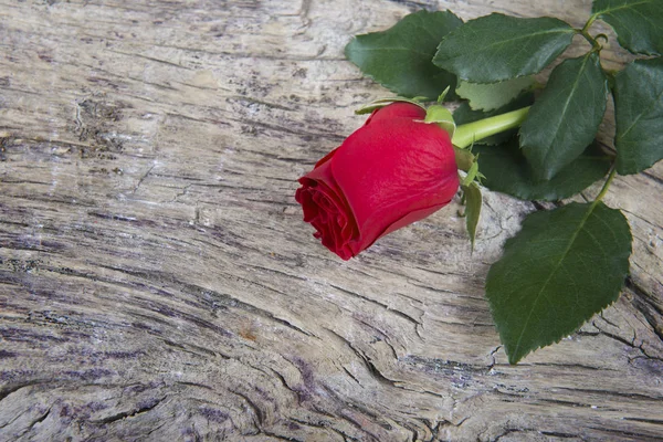 情人节那天的红玫瑰 — 图库照片