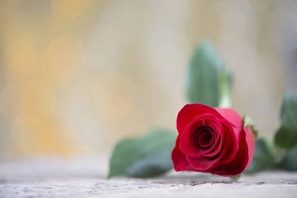 Rosa vermelha bonita para o dia dos namorados — Fotografia de Stock