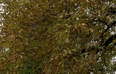 sonbahar Ağaç Parkı