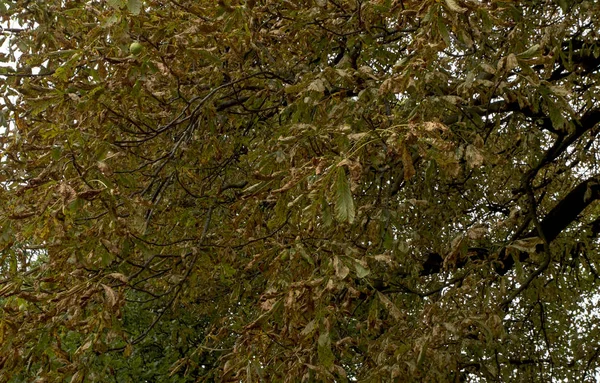 sonbahar Ağaç Parkı