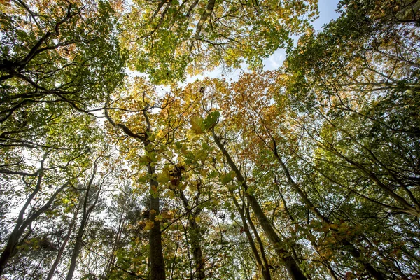 秋の木日光トップ — ストック写真