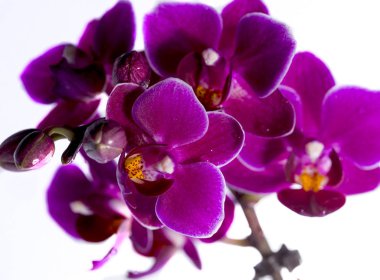 Orkide çiçek yakından göz - makro