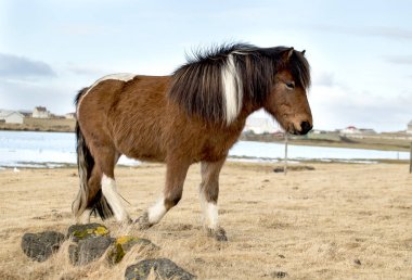 Beauty of Icelandic horses clipart