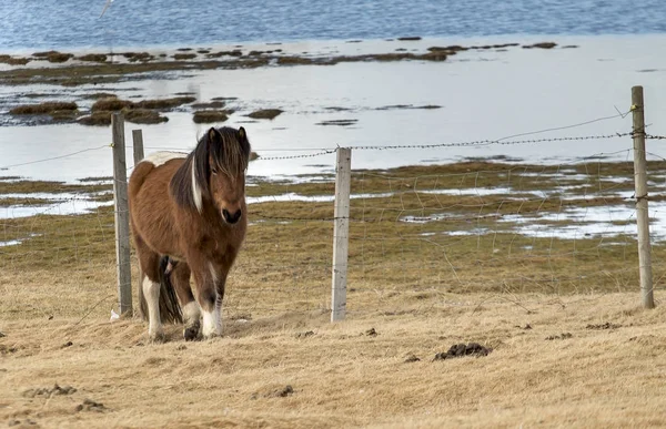 Krása Islandských Koní — Stock fotografie