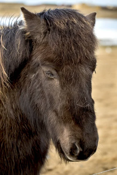 Beauty Icelandic Horses — Stock Photo, Image