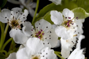 Siyah arkaplanda beyaz ağaç çiçekleri